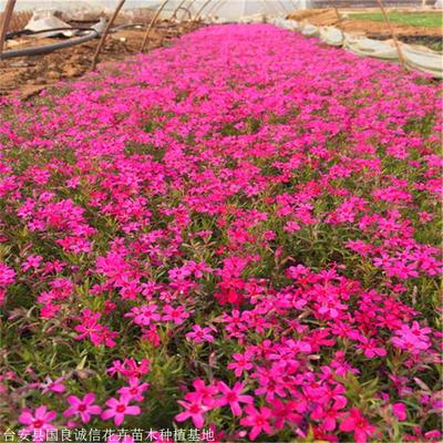 國(guó)良花卉 芝櫻小苗 芝櫻好貨源 信賴推薦