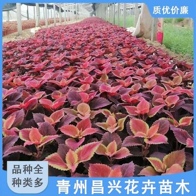 公司動態