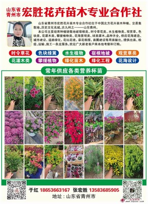 滿天星 易種植 喜冷涼氣候 布置花壇花帶 適應能力較強 青州宏勝花卉
