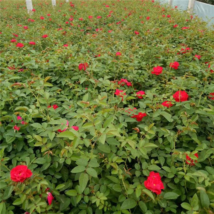 地被月季批發價 地被月季綠化苗木 種植基地批發 - 青州市雙科花卉苗
