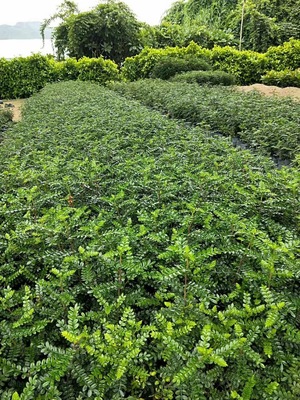 胡椒木地被七斤袋大袋農戶直銷 貨源批發價園林綠化景觀植物