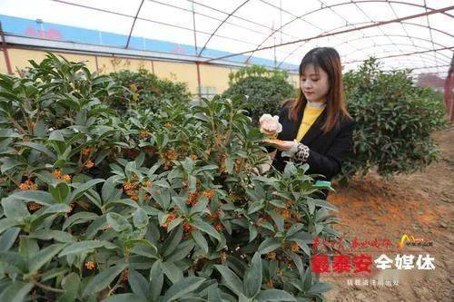 第十六屆泰山苗木花卉交易會10月16日開幕
