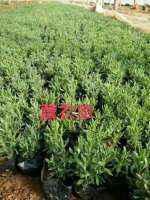 馬鞭草批發(fā)價(jià)格 馬鞭草小苗 馬鞭草種植基地 宿根花卉苗木基地