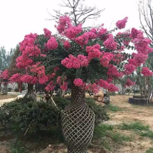 火焰南天竹報(bào)價(jià) 火焰南天竹 泰安東楓園林 多圖