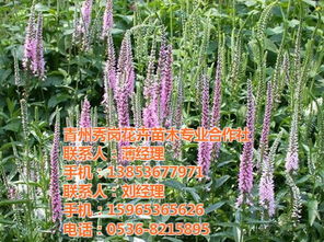 濟(jì)寧羽衣甘藍(lán),秀崗花卉苗木 在線咨詢 ,羽衣甘藍(lán)種植培育基地