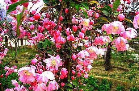 有院子定不能錯(cuò)過的 4種花木 ,花開滿樹,真是美麗